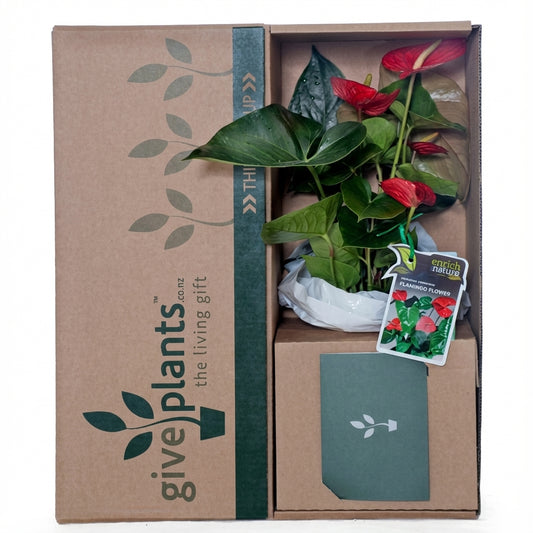 Anthurium plant with red flowers in a bright red ceramic pot.
