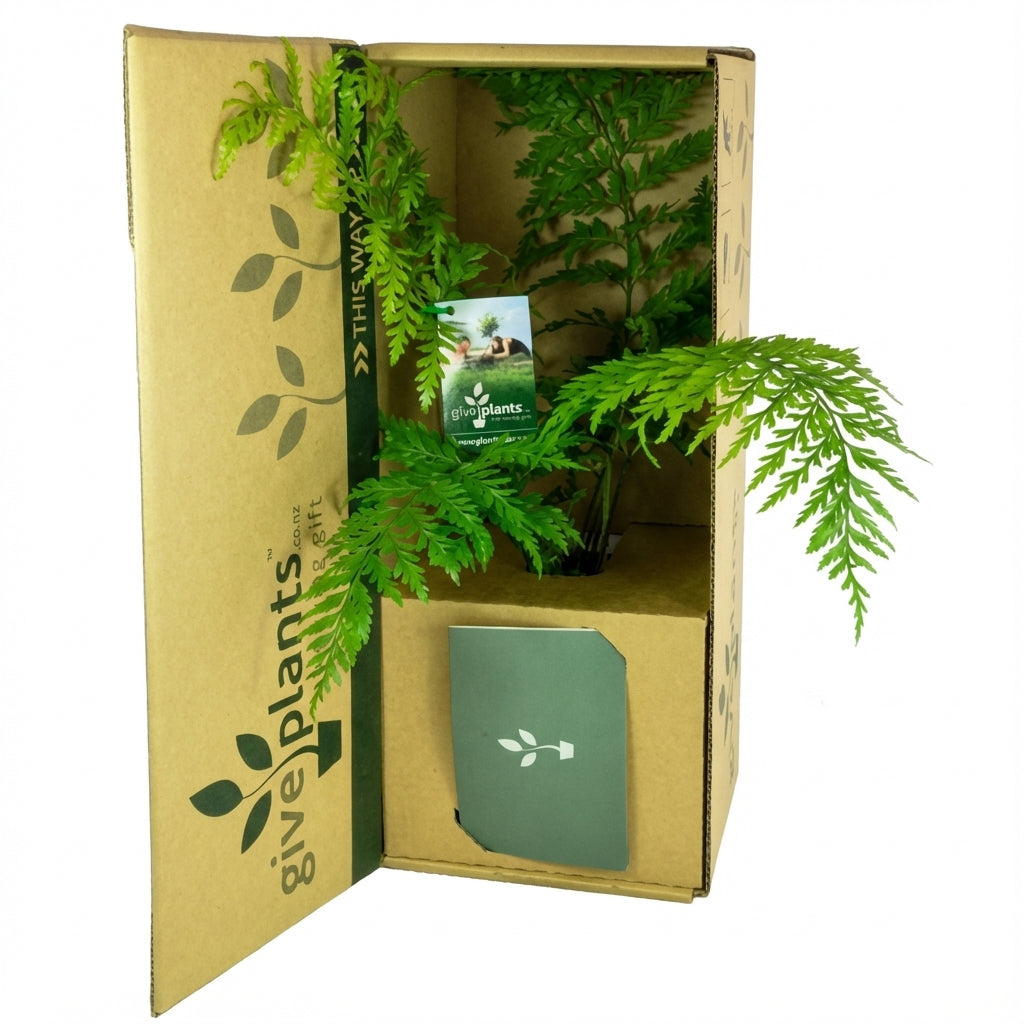 Potted Sprenger's asparagus fern with delicate, branching green foliage in a white pot.